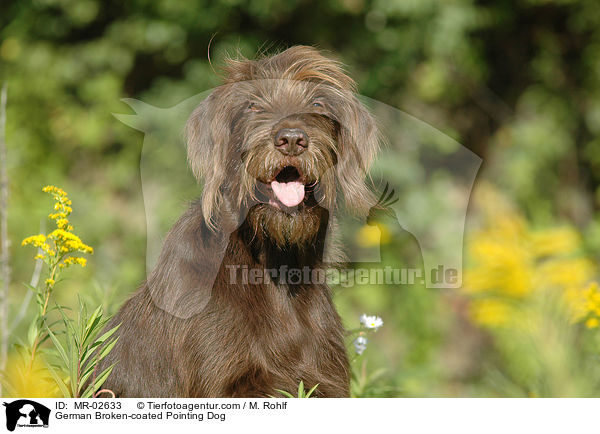 Pudelpointer / German Broken-coated Pointing Dog / MR-02633