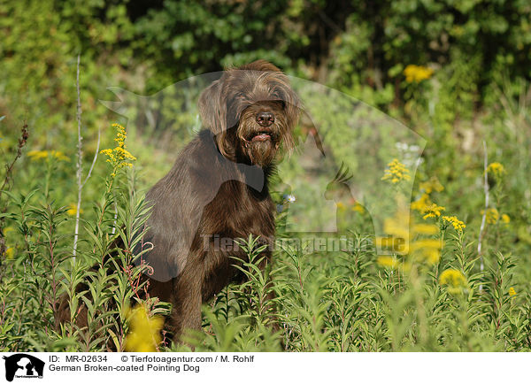 Pudelpointer / German Broken-coated Pointing Dog / MR-02634