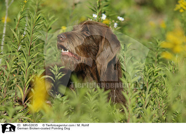 Pudelpointer / German Broken-coated Pointing Dog / MR-02635