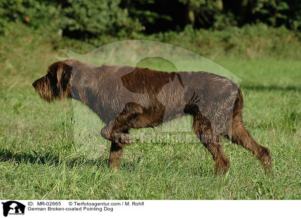 German Broken-coated Pointing Dog / MR-02665