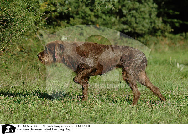 Pudelpointer / German Broken-coated Pointing Dog / MR-02666