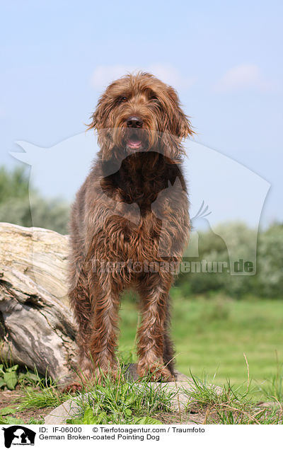 Pudelpointer / German Broken-coated Pointing Dog / IF-06000