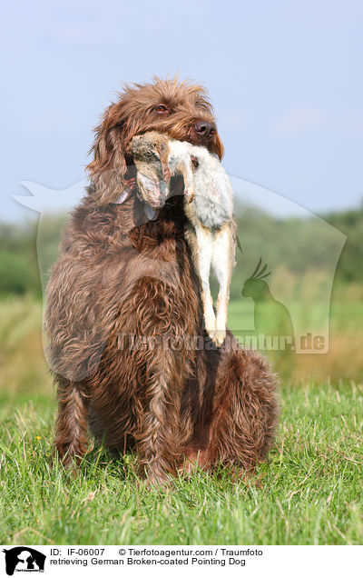 apportierender Pudelpointer / retrieving German Broken-coated Pointing Dog / IF-06007