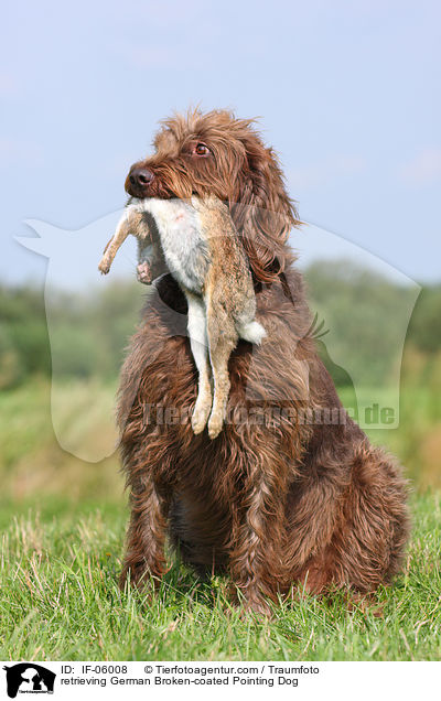 apportierender Pudelpointer / retrieving German Broken-coated Pointing Dog / IF-06008
