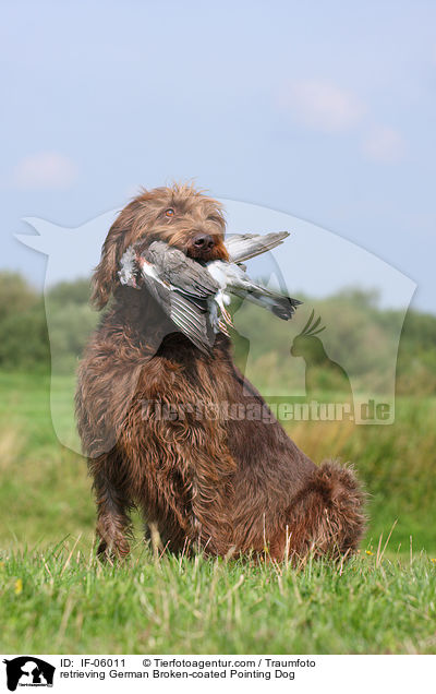 apportierender Pudelpointer / retrieving German Broken-coated Pointing Dog / IF-06011