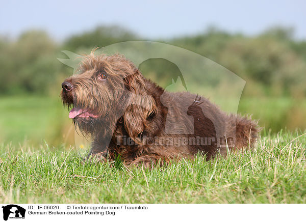 Pudelpointer / German Broken-coated Pointing Dog / IF-06020