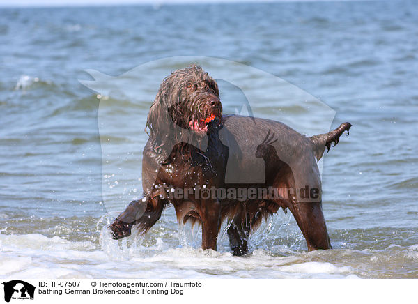 badender Pudelpointer / bathing German Broken-coated Pointing Dog / IF-07507