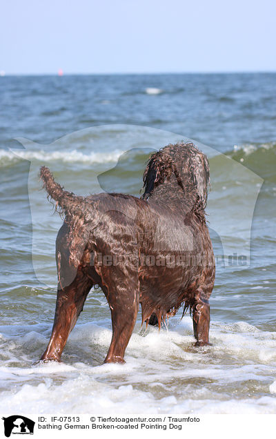 badender Pudelpointer / bathing German Broken-coated Pointing Dog / IF-07513