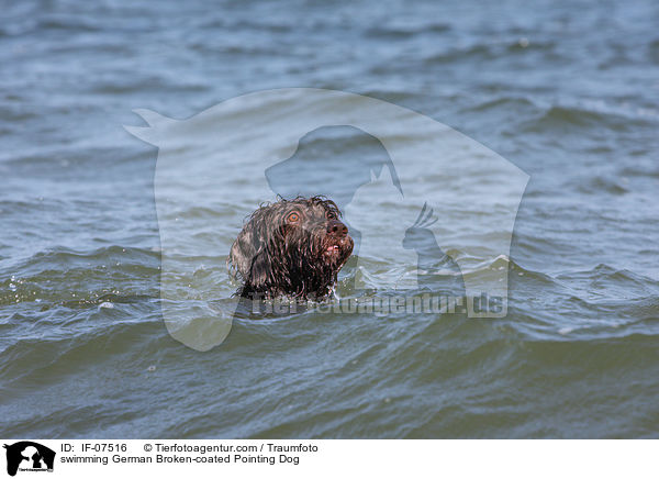 schwimmender Pudelpointer / swimming German Broken-coated Pointing Dog / IF-07516