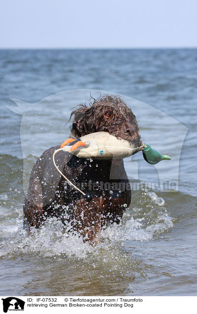 apportierender Pudelpointer / retrieving German Broken-coated Pointing Dog / IF-07532