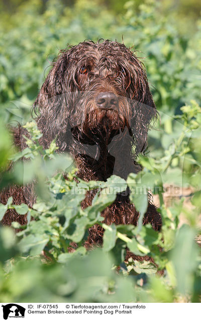 Pudelpointer Portrait / German Broken-coated Pointing Dog Portrait / IF-07545