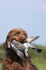 retrieving German Broken-coated Pointing Dog