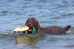 retrieving German Broken-coated Pointing Dog