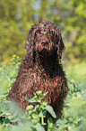 German Broken-coated Pointing Dog Portrait