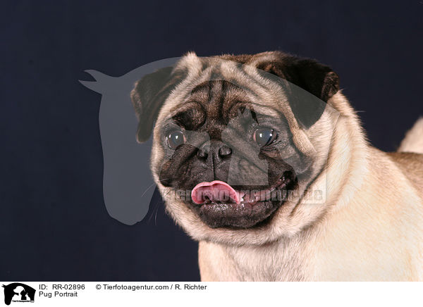 Mops im Portrait / Pug Portrait / RR-02896