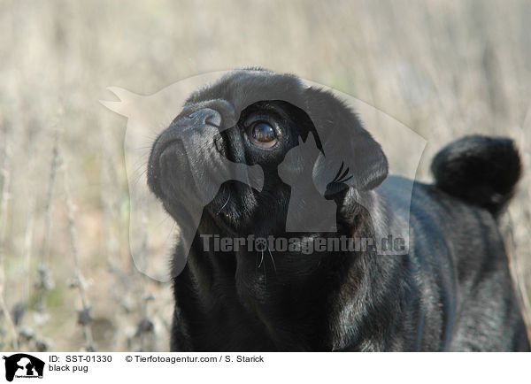 schwarzer Mops / black pug / SST-01330