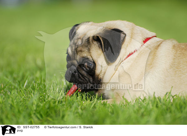 Mops / pug / SST-02755