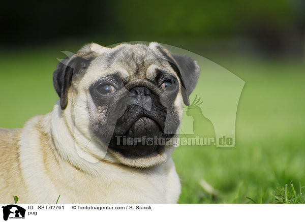 Mops / pug / SST-02761