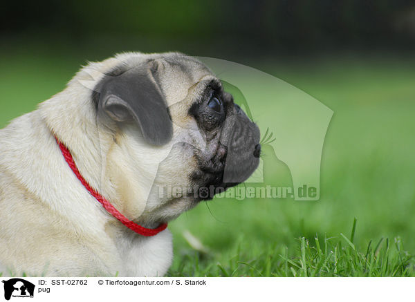 Mops / pug / SST-02762