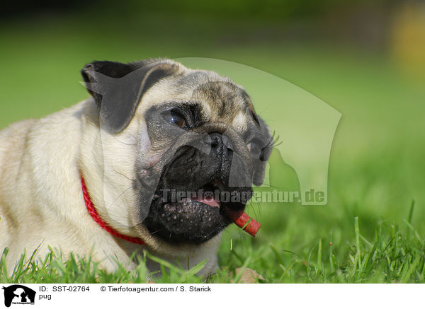 pug / SST-02764