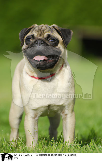 Mops / pug / SST-02772