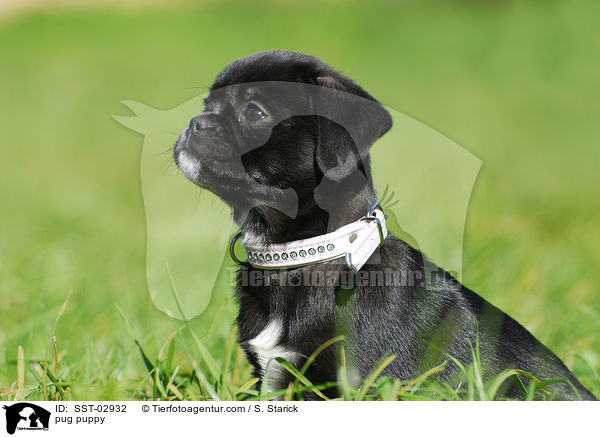 pug puppy / SST-02932