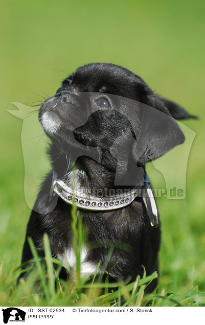 Mops Welpe / pug puppy / SST-02934