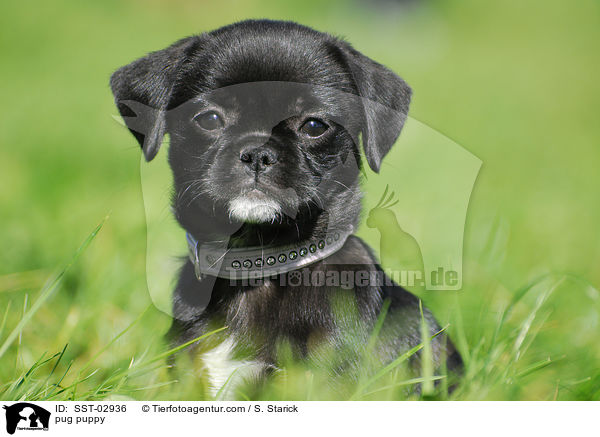 Mops Welpe / pug puppy / SST-02936