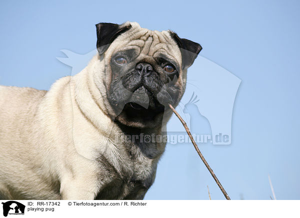 spielender Mops / playing pug / RR-17342