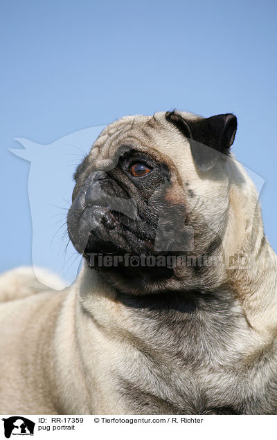 pug portrait / RR-17359