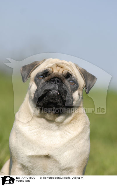 junger Mops / young pug / AP-01599