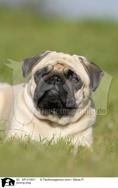 junger Mops / young pug / AP-01601