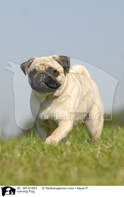 running Pug / AP-01607