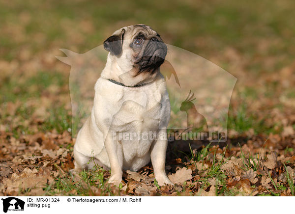 sitting pug / MR-01324