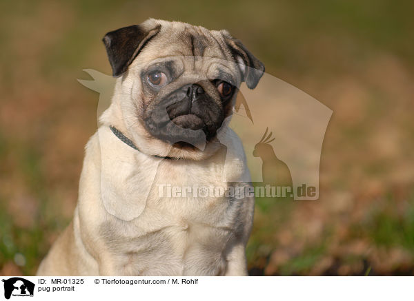 Mops Portrait / pug portrait / MR-01325