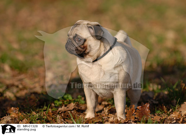 stehender Mops / standing pug / MR-01328