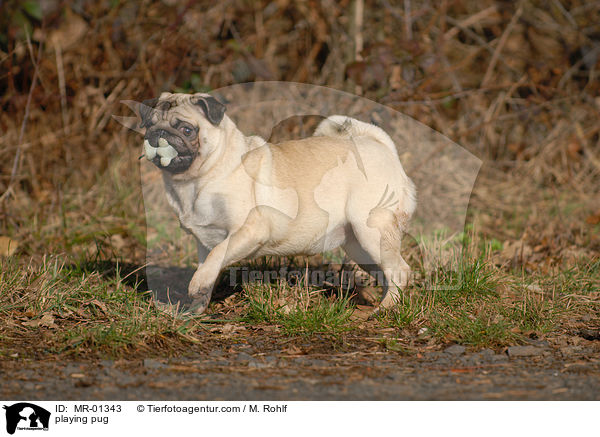 spielender Mops / playing pug / MR-01343