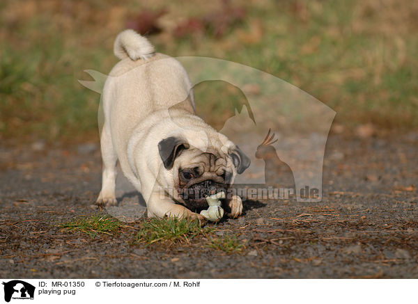 spielender Mops / playing pug / MR-01350