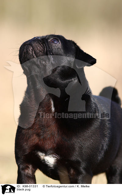 schwarzer Mops / black pug / KMI-01331