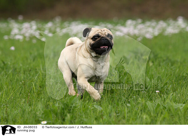 running pug / JH-06033