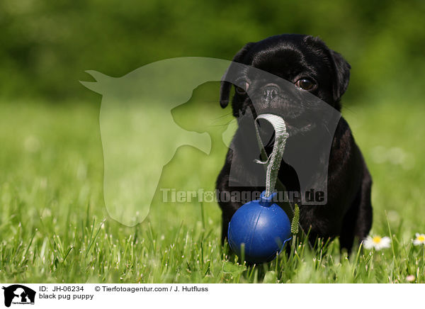 black pug puppy / JH-06234