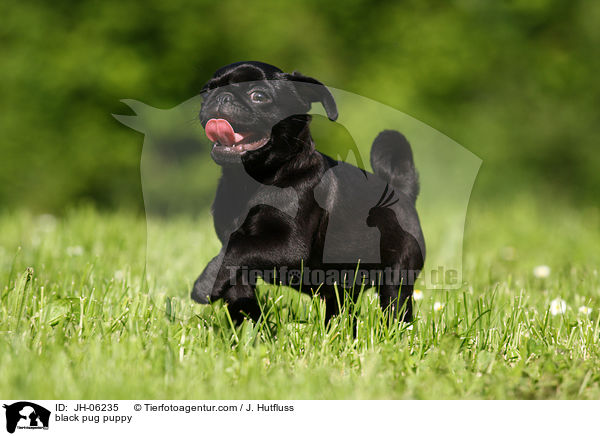 black pug puppy / JH-06235