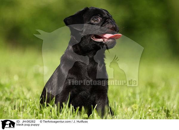 black pug puppy / JH-06262