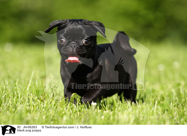 black pug puppy / JH-06263