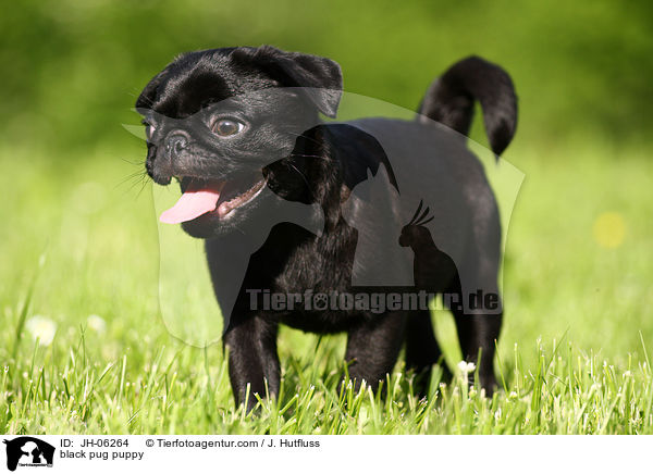 black pug puppy / JH-06264
