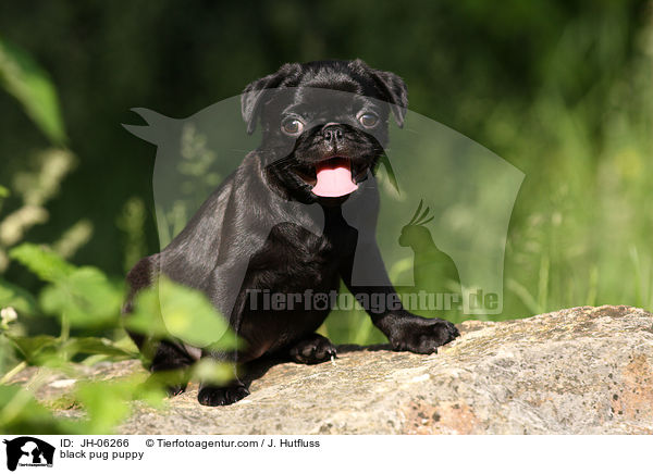 black pug puppy / JH-06266
