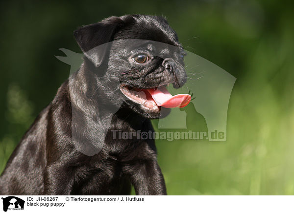 black pug puppy / JH-06267