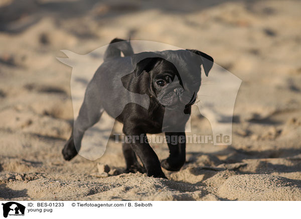 young pug / BES-01233