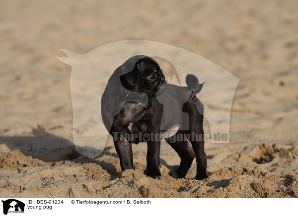 young pug / BES-01234