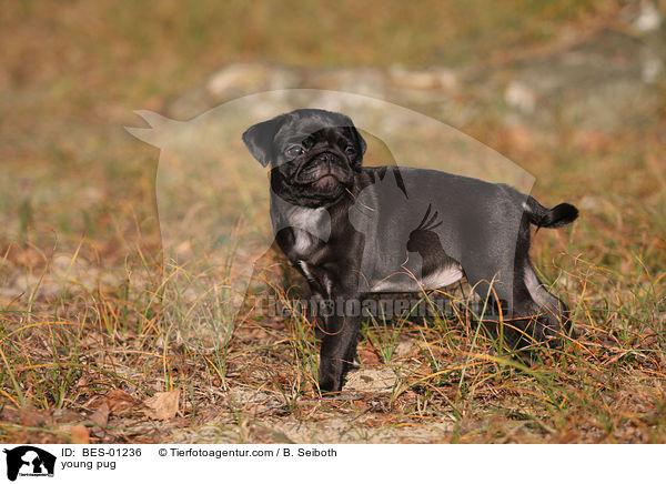 young pug / BES-01236